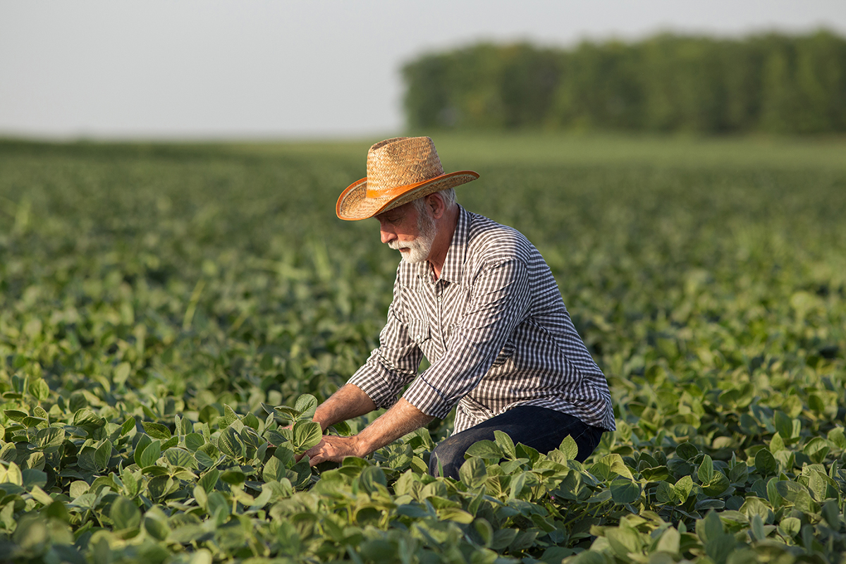 Senior agronomist working in soy field wearing straw hat. Elderly farmer crouching picking monitoring plants.