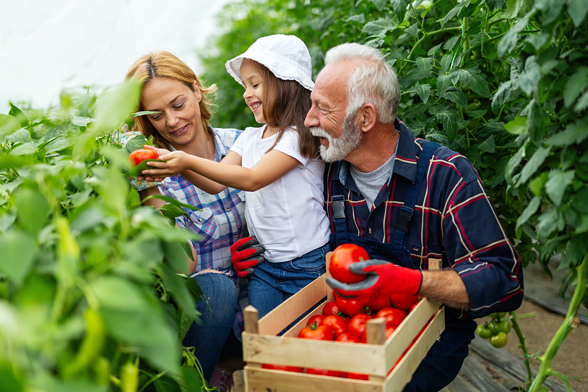 Family working together in greenhouse. Portrait of grandfather, child while working in family garden. People organic food concept.